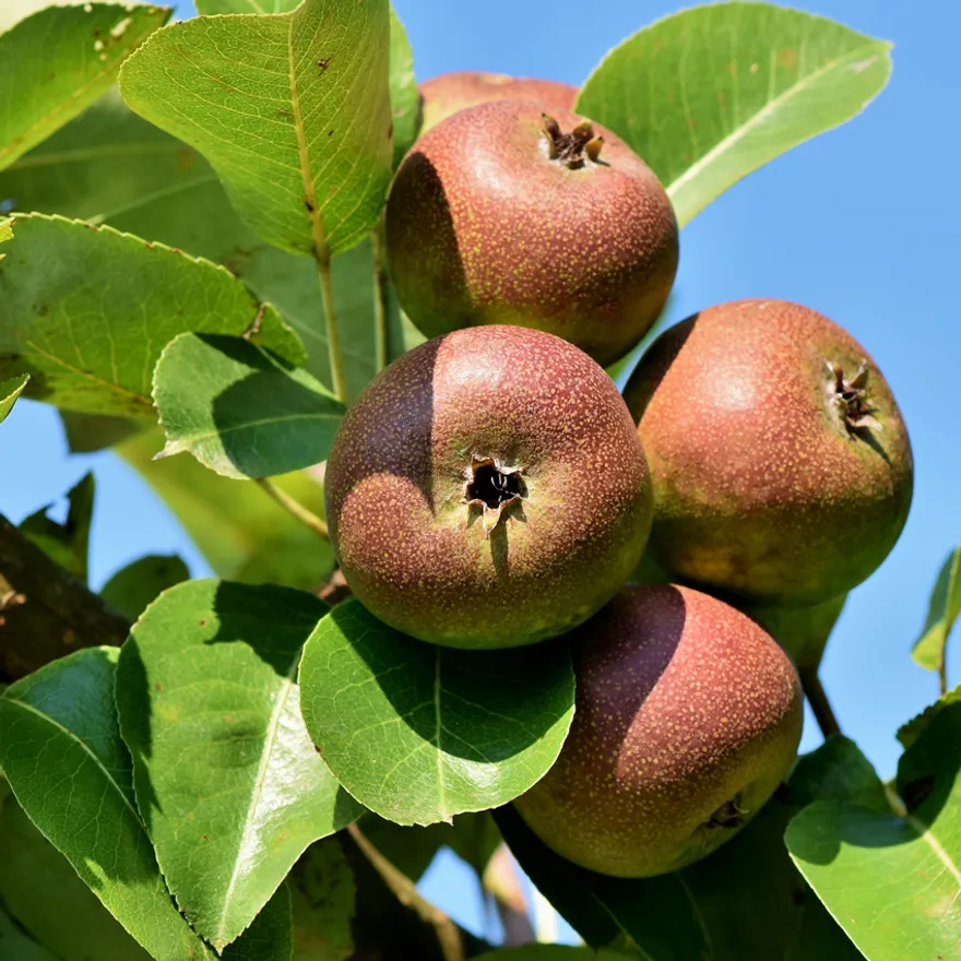 Reife Äpfel an einem Baum der Streuobstwiese