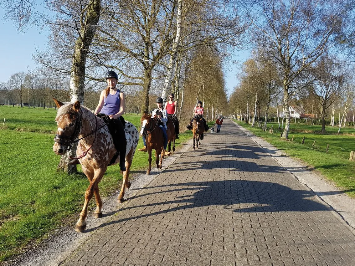 Reitergruppe auf der Birkenallee