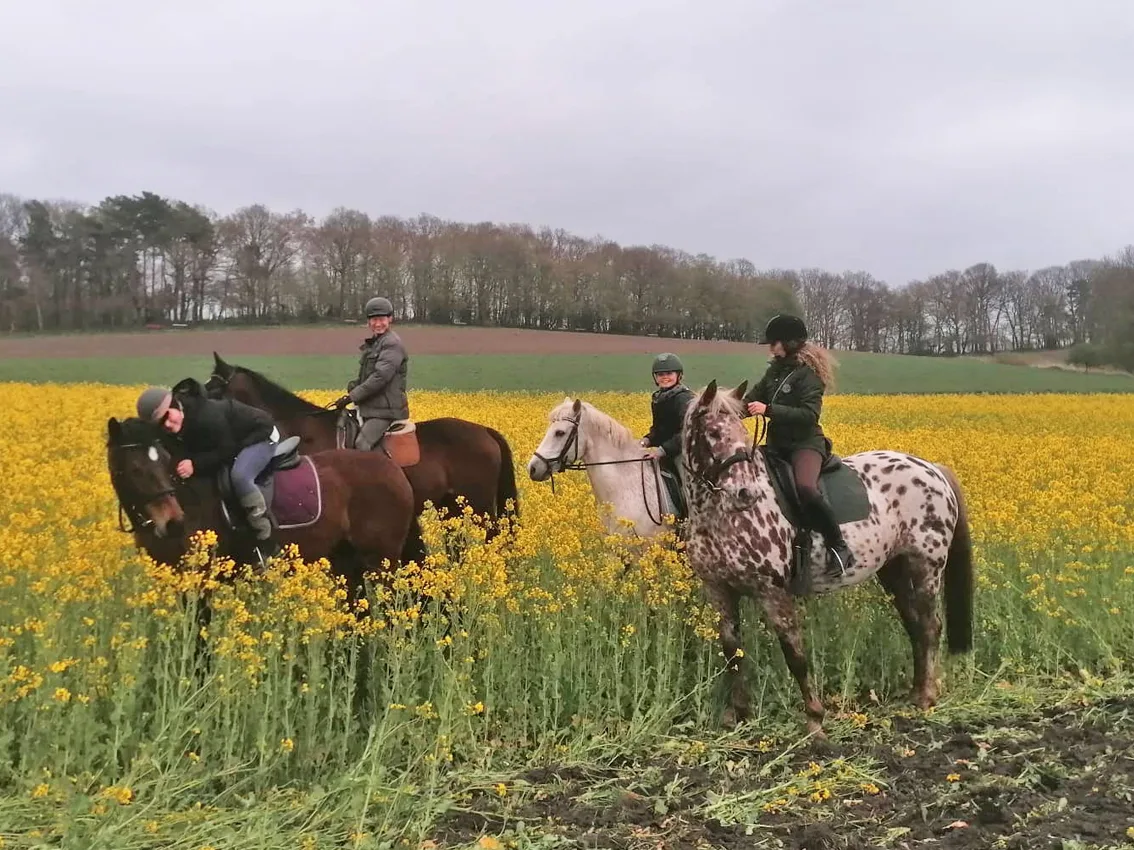 Ausritt durch das blühende Rapsfeld