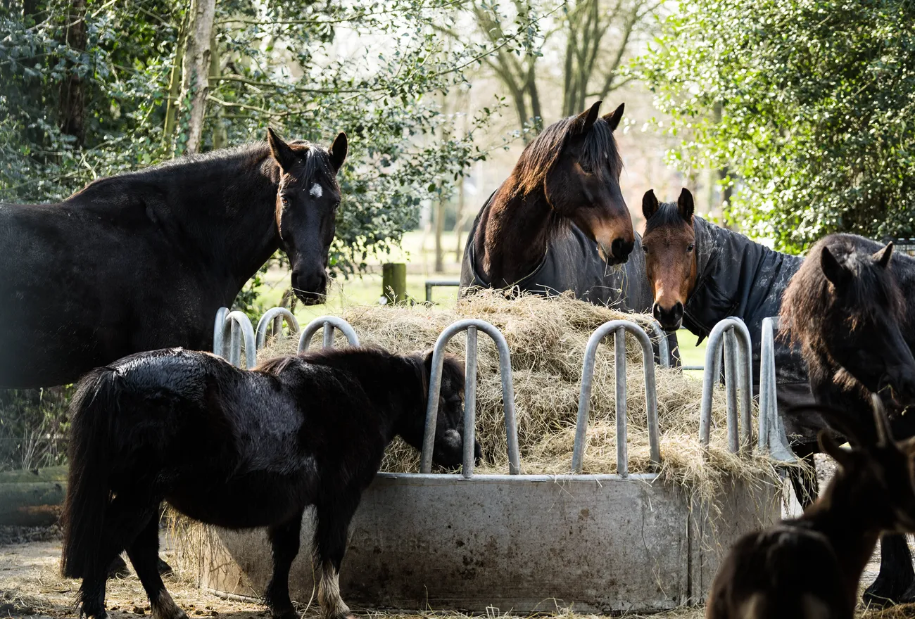 Die gemischte Herde frisst Heulage an den Rundraufen