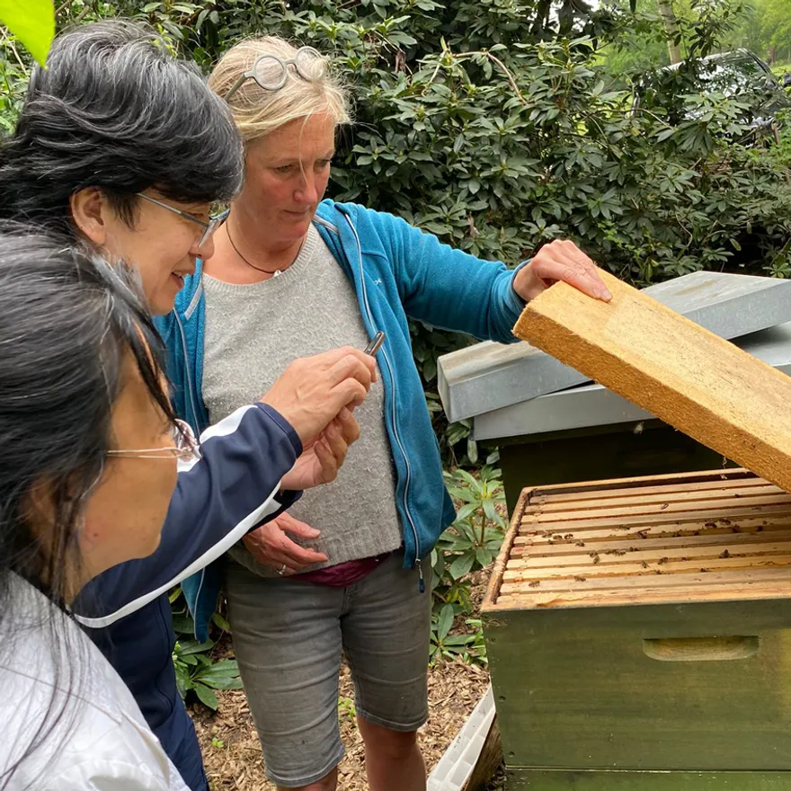 Alke Zimmermann zeigt Besucherinnen ein Bienenvolk am geöffneten Bienenstock