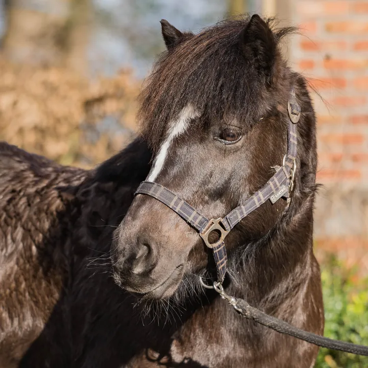 Ponystute Bella