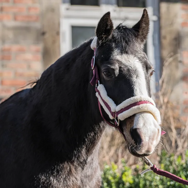 Ponystute Perina