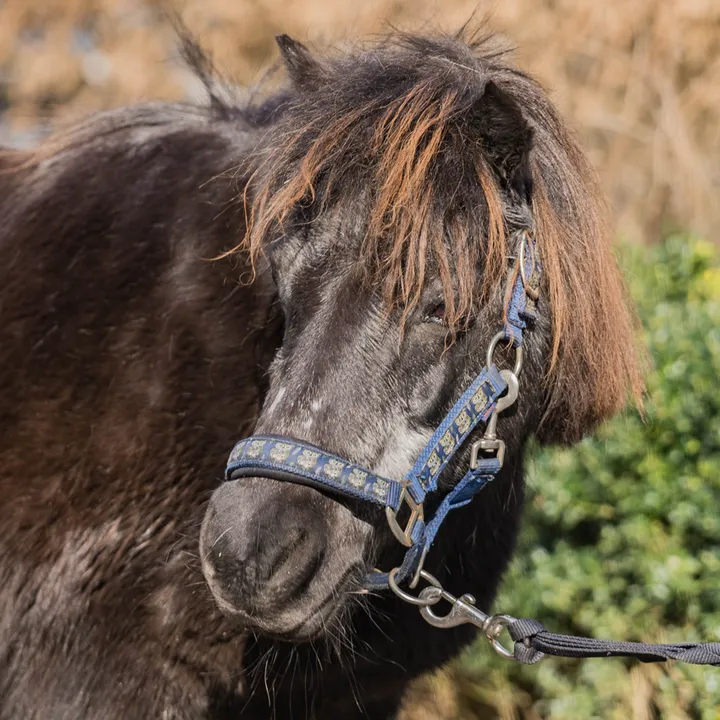 Ponystute Polly