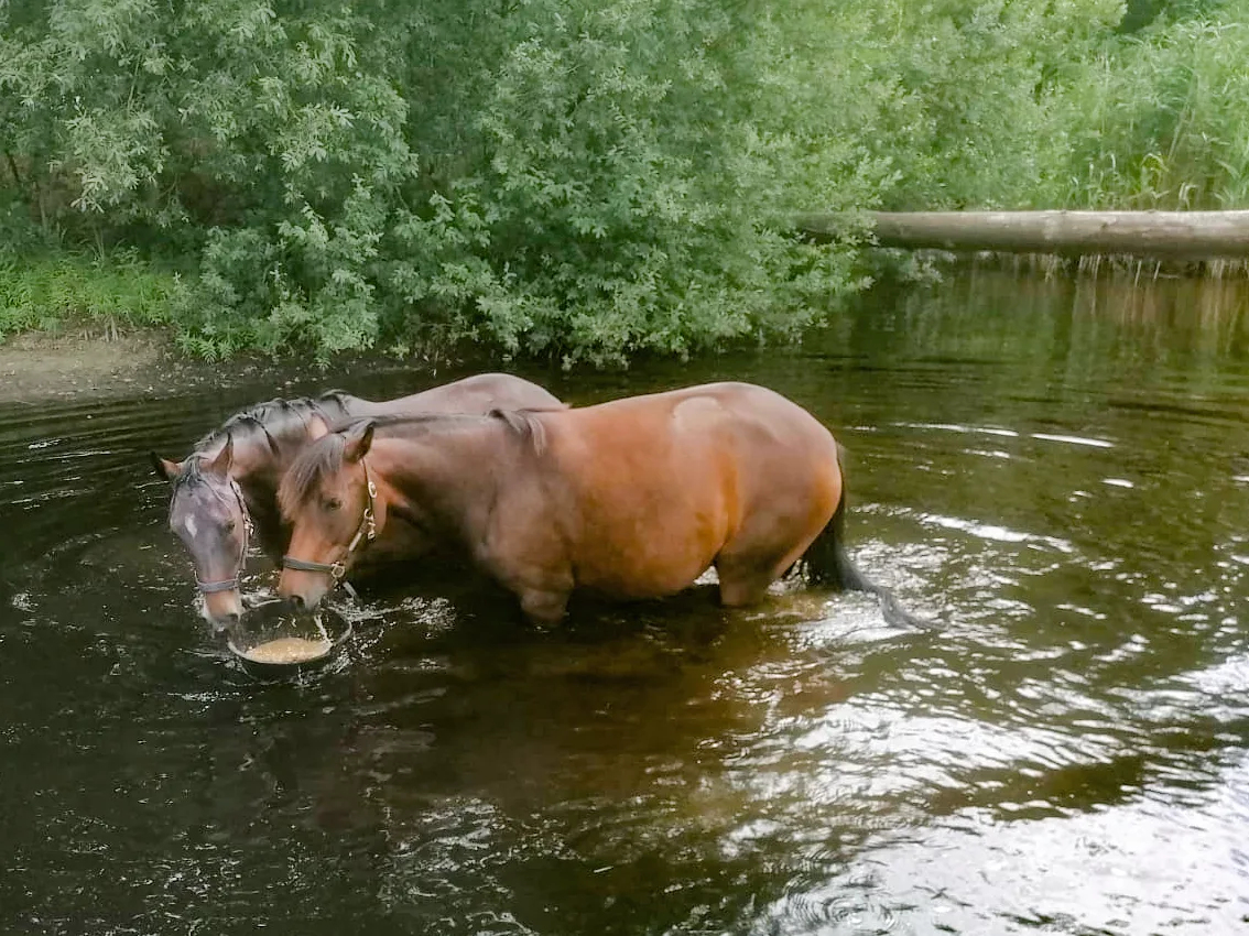 Ein Pferd badet im Teich des Fabelhofs