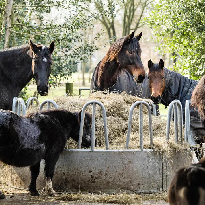 Zwei Ponys stehen dicht beieinander an der Heuraufe