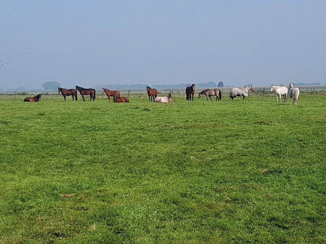 Die Herde weit verteilt auf der großen Sommerweide